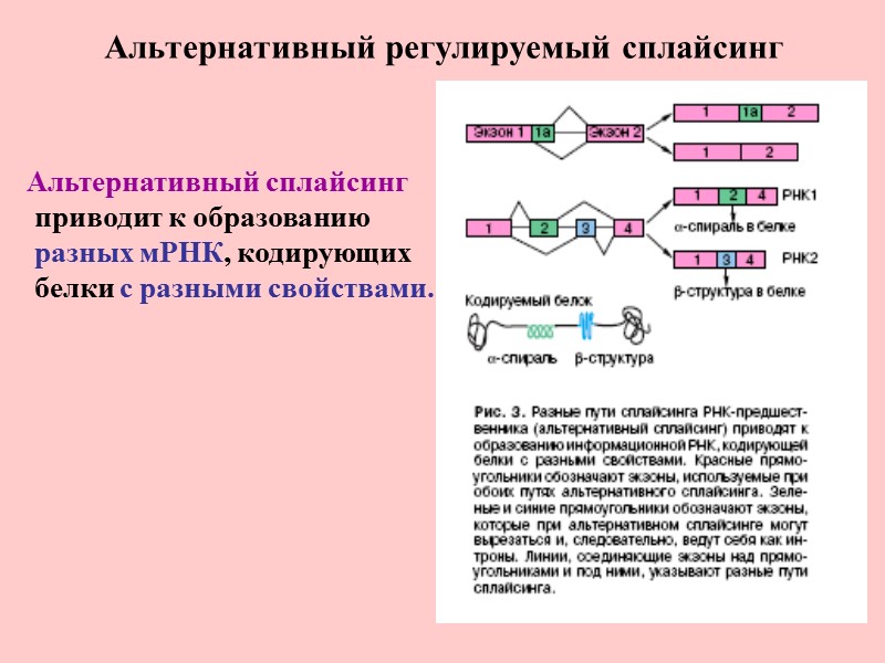 Альтернативный регулируемый сплайсинг Альтернативный сплайсинг   приводит к образованию  разных мРНК, кодирующих